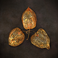 Buy canvas prints of  Three Chinese Lanterns by James Rowland