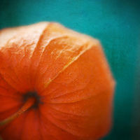 Buy canvas prints of Physalis, Chinese Lantern up close by James Rowland