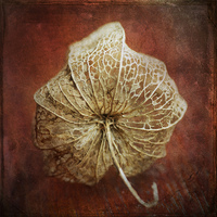 Buy canvas prints of  Chinese Lantern Detail by James Rowland