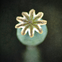 Buy canvas prints of Poppy Seedhead by James Rowland