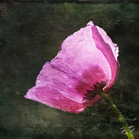 Buy canvas prints of Poppy Sunshine by James Rowland