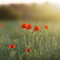Buy canvas prints of  Poppy Evening by James Rowland