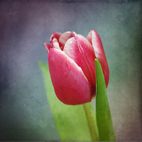 Buy canvas prints of Tulip by James Rowland