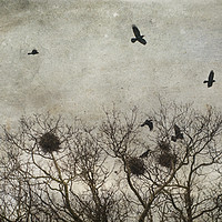 Buy canvas prints of Crows by James Rowland