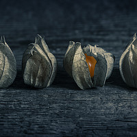 Buy canvas prints of Four Physalis by James Rowland