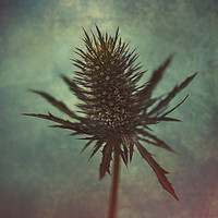 Buy canvas prints of Thistle by James Rowland
