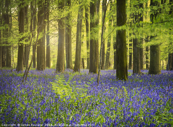 The Bluebell Woods  Picture Board by James Rowland