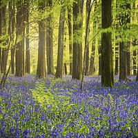 Buy canvas prints of The Bluebell Woods  by James Rowland