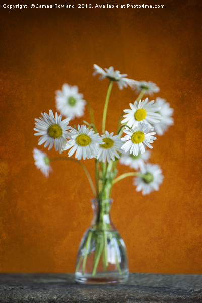 Oxeye Daisies Picture Board by James Rowland