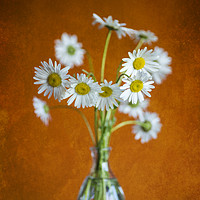 Buy canvas prints of Oxeye Daisies by James Rowland