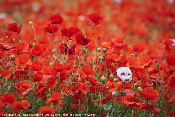 A Mass of Poppies Picture Board by James Rowland