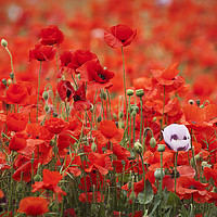 Buy canvas prints of A Mass of Poppies by James Rowland