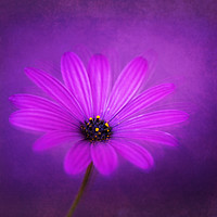 Buy canvas prints of Purple Beauty by James Rowland