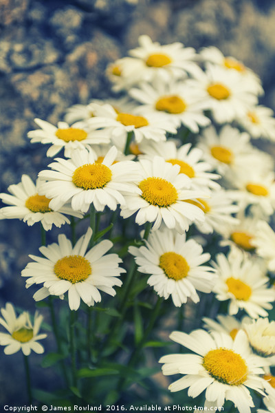 Oxeye daisies Picture Board by James Rowland