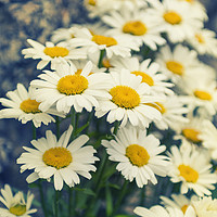 Buy canvas prints of Oxeye daisies by James Rowland