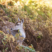 Buy canvas prints of Deer in the Autumn by James Rowland