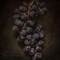 Buy canvas prints of Dark Grapes by James Rowland