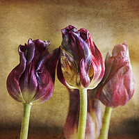 Buy canvas prints of Fading Tulips by James Rowland