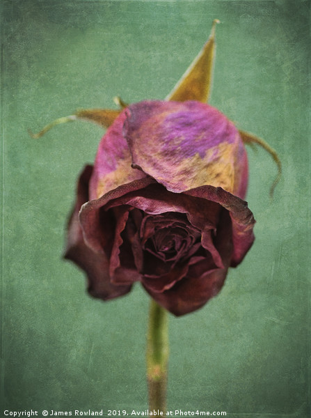 Dried Red Rose Picture Board by James Rowland