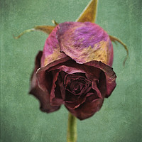 Buy canvas prints of Dried Red Rose by James Rowland