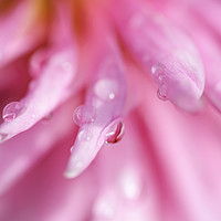 Buy canvas prints of Droplets on a Pink Dahlia by James Rowland