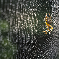 Buy canvas prints of The Silver Web by James Rowland