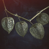Buy canvas prints of Four Physalis by James Rowland