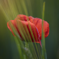 Buy canvas prints of The Lone poppy by James Rowland
