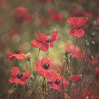 Buy canvas prints of The Poppies by James Rowland
