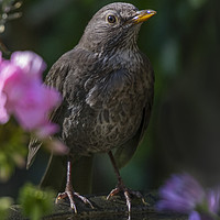 Buy canvas prints of Garden Visitor by James Rowland