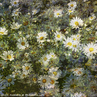Buy canvas prints of Dreaming Daisies by James Rowland