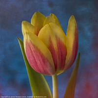 Buy canvas prints of Yellow Tulip by James Rowland