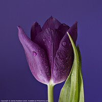 Buy canvas prints of Purple Petals by James Rowland