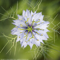 Buy canvas prints of Love in a Mist by James Rowland
