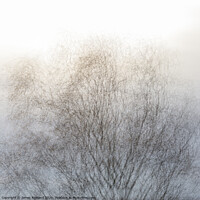 Buy canvas prints of Tree 1 by James Rowland