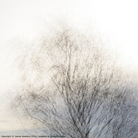 Buy canvas prints of Tree 2 by James Rowland