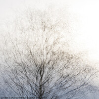 Buy canvas prints of Tree 3 by James Rowland