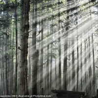 Buy canvas prints of Light in the forest by Darryl Luscombe