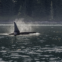 Buy canvas prints of Morning Orca by Darryl Luscombe