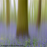 Buy canvas prints of Bluebell Blur by Martin Appleby