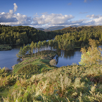 Buy canvas prints of  Tarn Hows by Martin Appleby