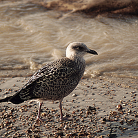 Buy canvas prints of  Young Seagull by Dave Windsor