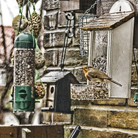 Buy canvas prints of Feeding Robin HDR by Dave Windsor