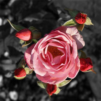 Buy canvas prints of Rose and buds colour Selective blur by Dave Windsor