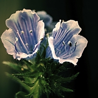 Buy canvas prints of  Blue Flowers by Dave Windsor
