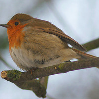 Buy canvas prints of Cheeky Puffy Robin On Branch by Dave Windsor