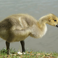 Buy canvas prints of Young Canadian Gosling by Dave Windsor