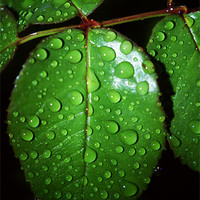 Buy canvas prints of Leaves With Rain Drops by Dave Windsor