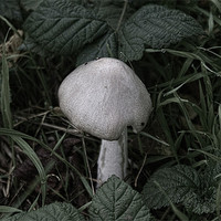 Buy canvas prints of Old Wild Mushroom by Dave Windsor