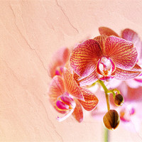 Buy canvas prints of Orchid by Radovan Chrenko